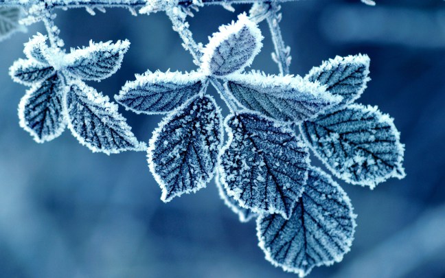 /Ar/Announcements/PublishingImages/frost-blue-leaves-winter-nature.jpg